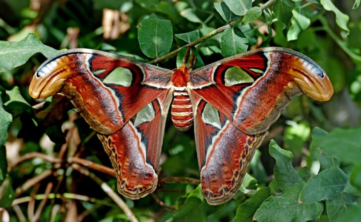 Atlas Moth 