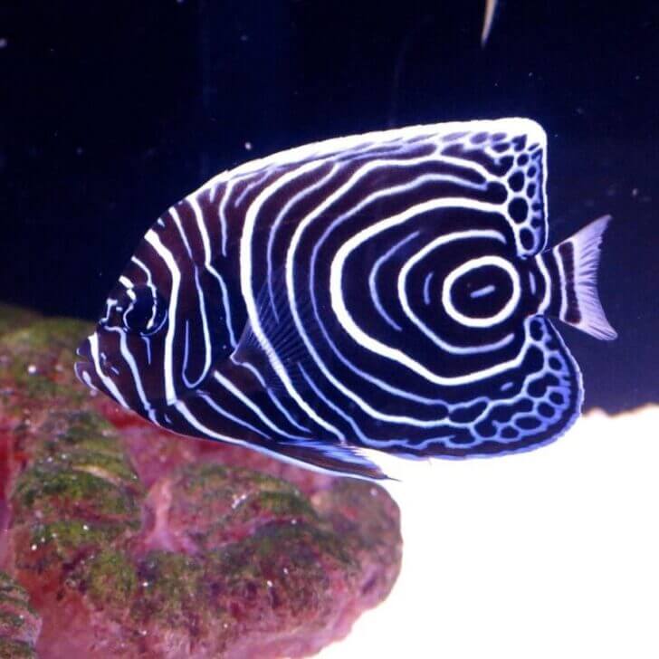 1. Juvenile Emperor Angel Fish | Most Beautiful Fishes in World