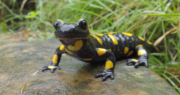 1. Salamanders | Animals that Dont Need a Brain to Survive