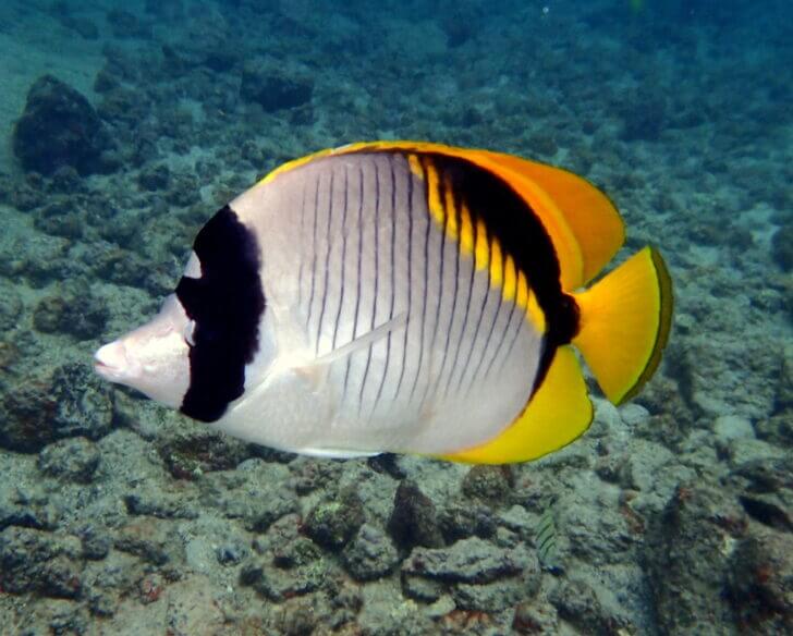 10. Lined Butterflyfish
