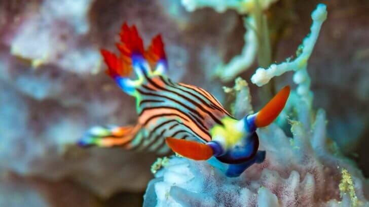 2. Nudibranch | Most Beautiful Fishes in World