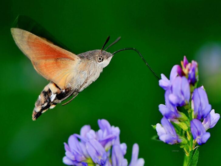 Hummingbird Hawk Moth 