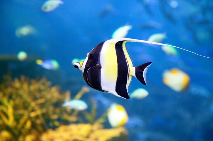 3. Moorish Idol | Most Beautiful Fishes in World
