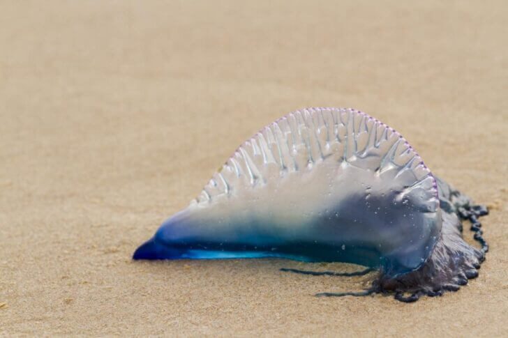 3. Portuguese Man-O-War