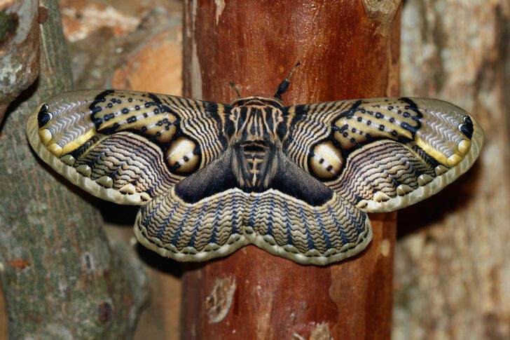 Brahmin Moth