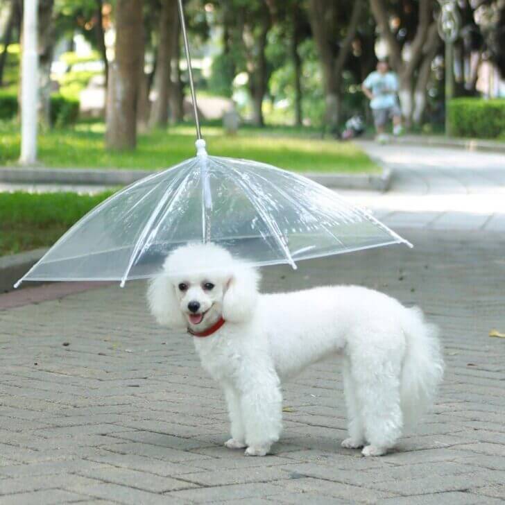 4. Dogbrella