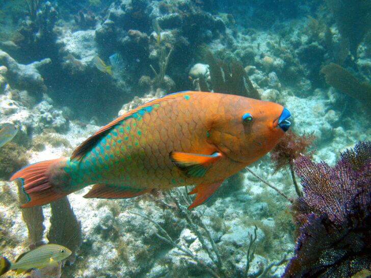 4. Rainbow Parrot Fish