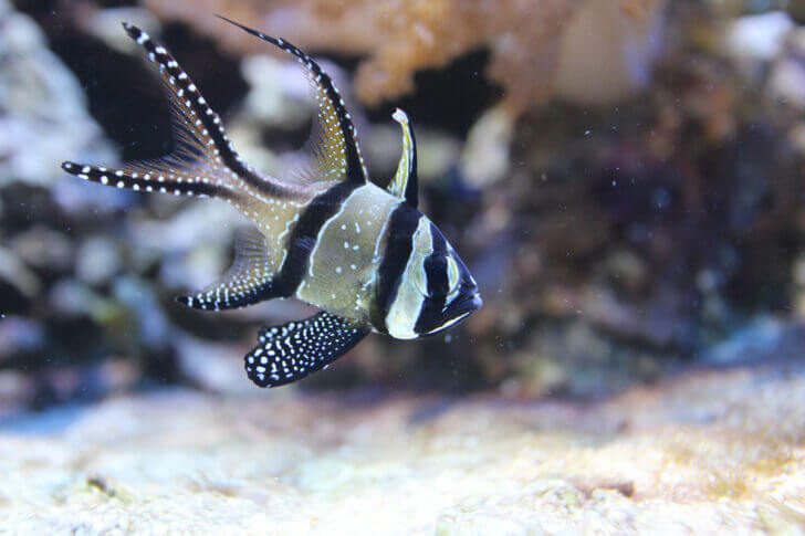 5. Banggai Cardinalfish
