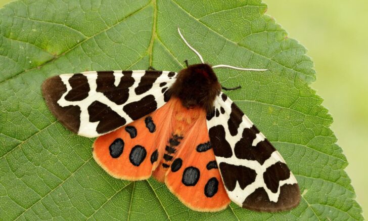 Garden Tiger Moth