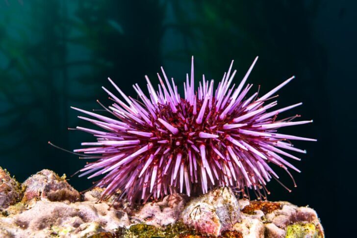 5. Sea Urchin