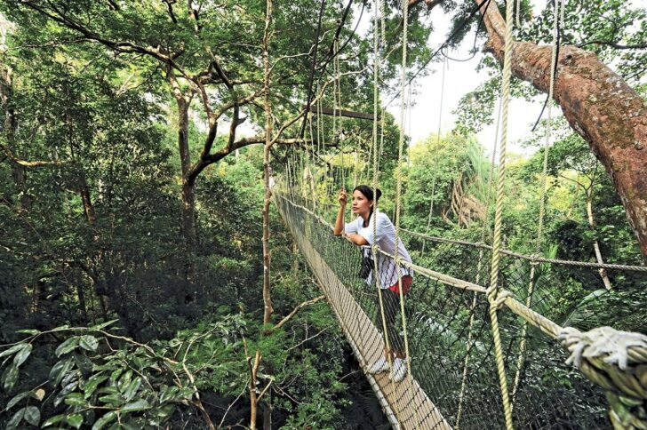 5. Taman Negara National Park Bridge, Malaysia