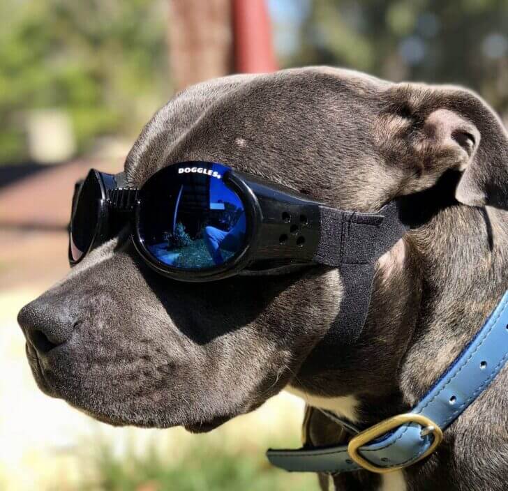 6. Doggles | Best Dumbest Inventions for Dogs
