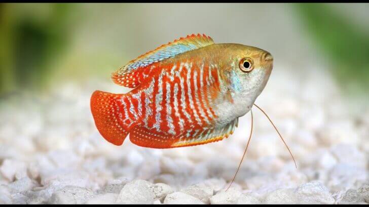 6. Dwarf Gourami