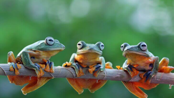 6. Frogs