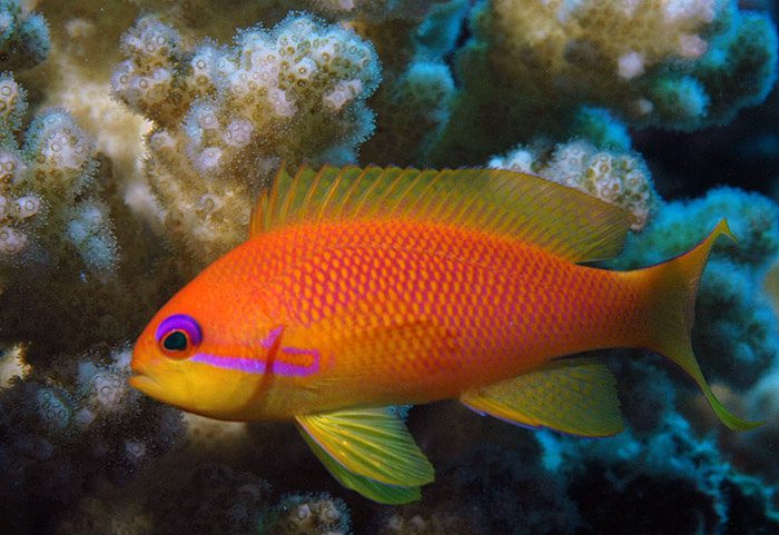 7. Lyretail Anthias | Most Beautiful Fishes in World