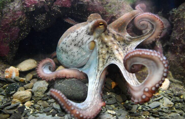7. Octopus | Animals that Dont Need a Brain to Survive