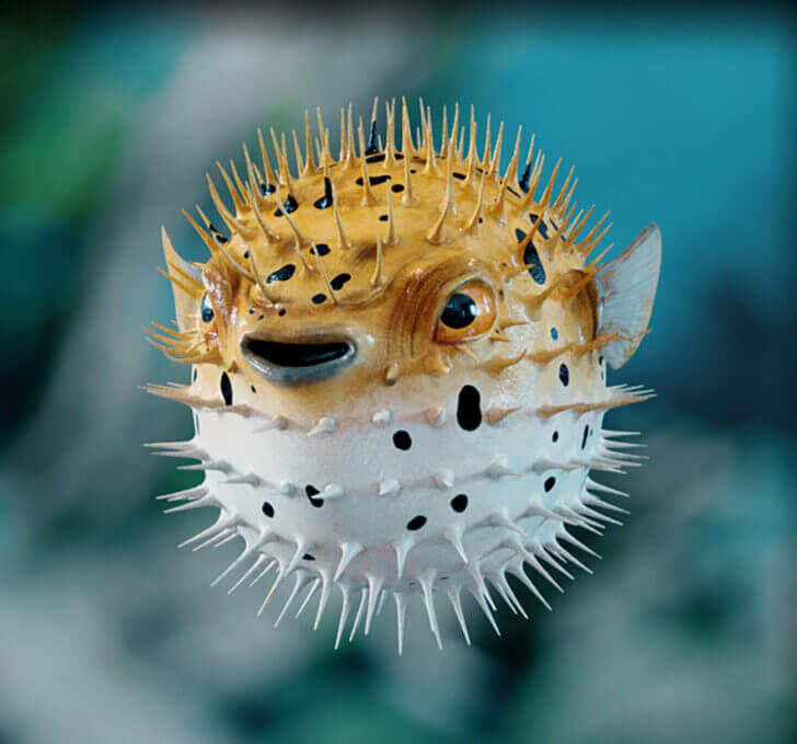 8. Pufferfish