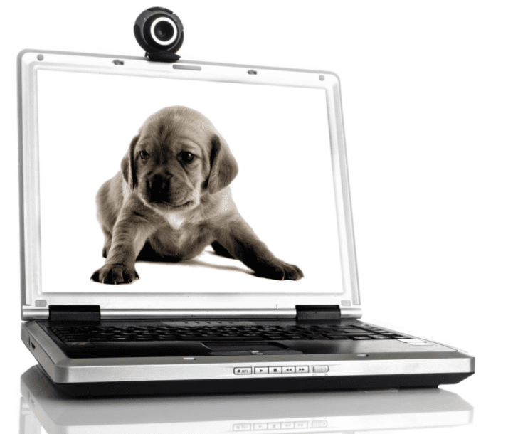 8. Skype With Your Dogs | Best Dumbest Inventions for Dogs