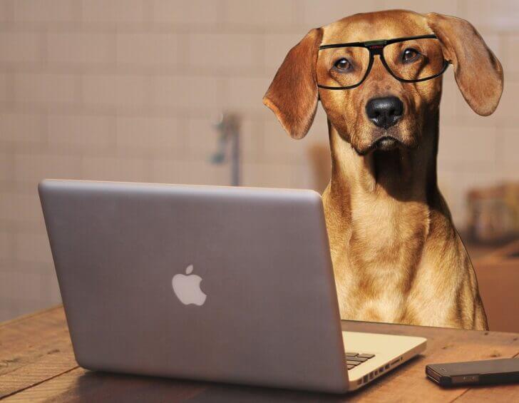 9. Doggie Laptop