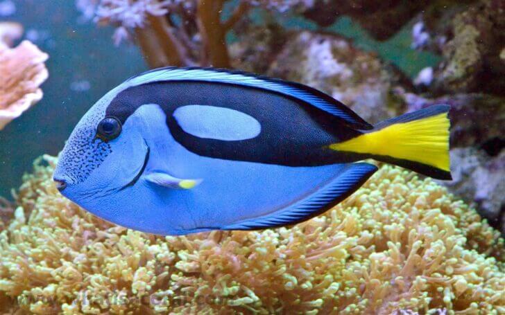 9. Regal Tang