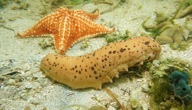 9. Sea Cucumber