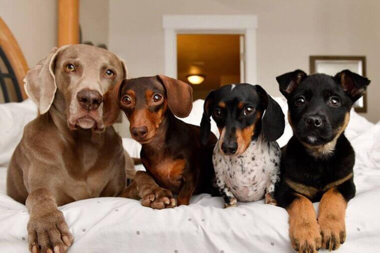 Dumbest Inventions for Dogs