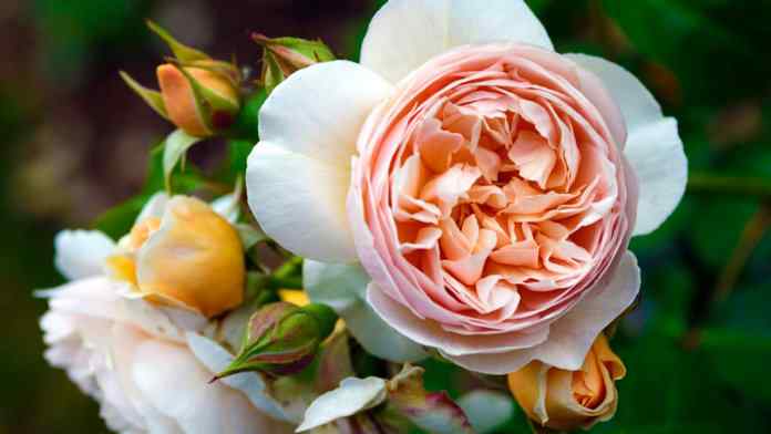 most expensive flowers in the world