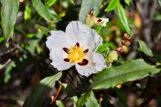 Best Labdanum Women Perfumes