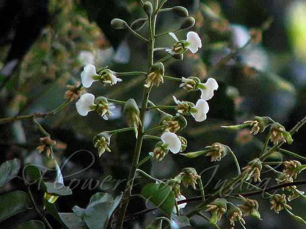 Best Peruvian Balsam Women Perfumes