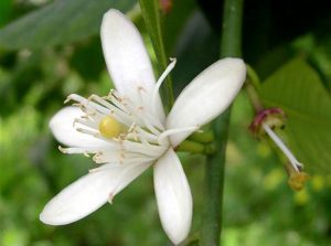 Best Benzoin Women Perfumes