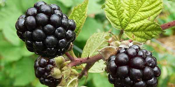 Best Blackberry Perfumes For Women