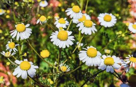 Best Chamomile Perfumes for Women
