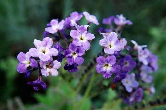 Best Heliotrope Perfumes For Women
