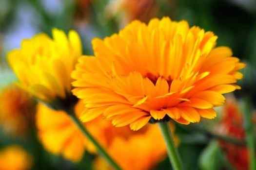 Best Marigold Women Perfumes