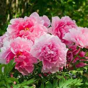 Best Peony Women Perfumes