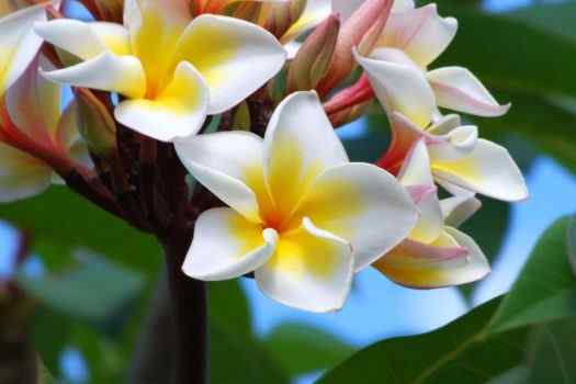 Best Tiare Perfumes For Women