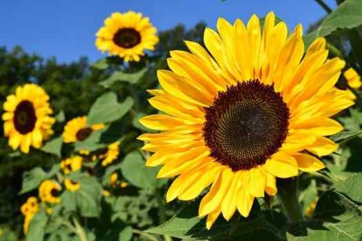 Best Sunflower Perfumes For Women