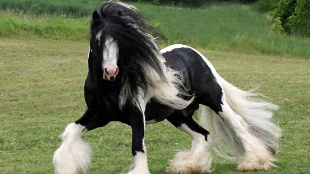 Gypsy Horse