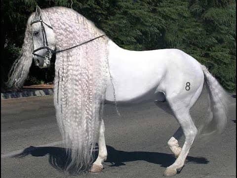 Andalusian Horse