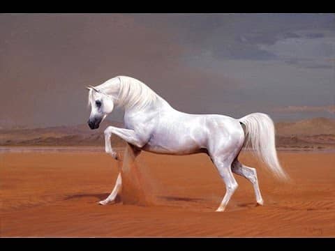 Arabian Horse