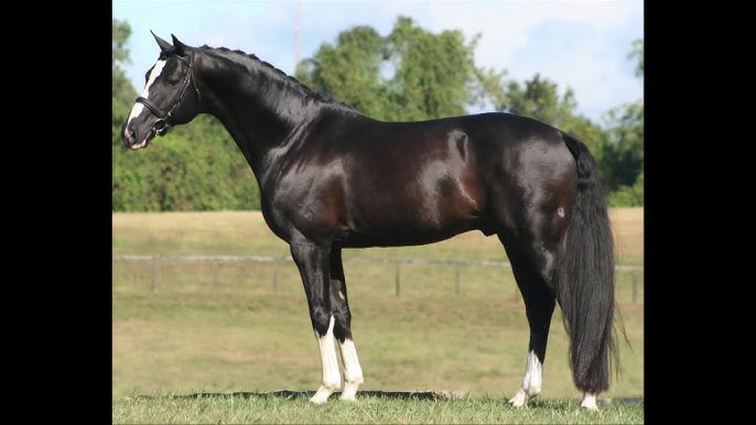 Hanoverian Horse